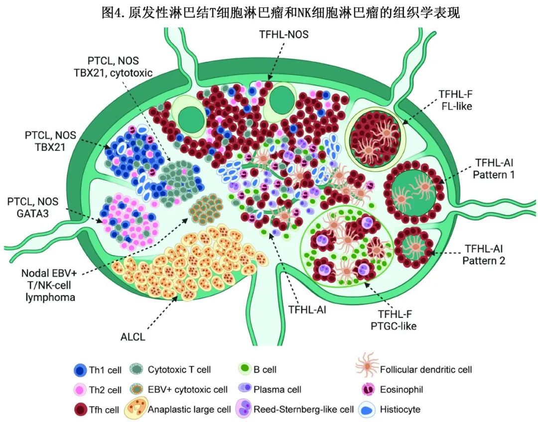 最新T细胞研究重塑免疫治疗的未来前景